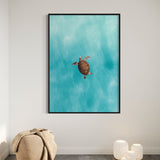 Green Sea Turtle