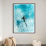 Leopard Shark ~ Byron Bay