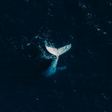 Whale Tail