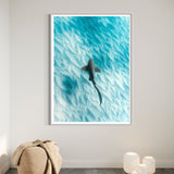 Leopard Shark ~ Byron Bay