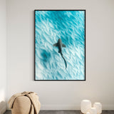 Leopard Shark ~ Byron Bay
