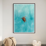 Green Sea Turtle