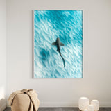 Leopard Shark ~ Byron Bay
