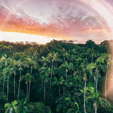 Enchanted Palms