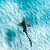 Leopard Shark ~ Byron Bay