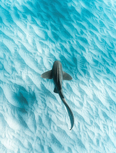 Leopard Shark ~ Byron Bay