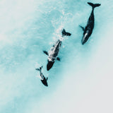 Whale Chase ~ Byron Bay
