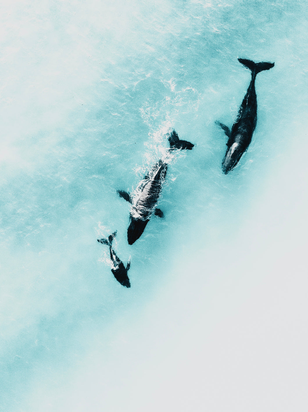 Whale Chase ~ Byron Bay