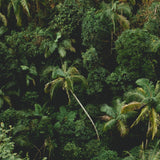 Lush