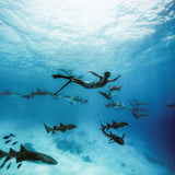 Immersed with Nurse Shark ~ The Maldives