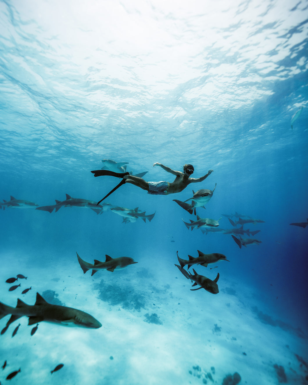 Immersed with Nurse Shark ~ The Maldives