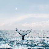 Whale Dreaming