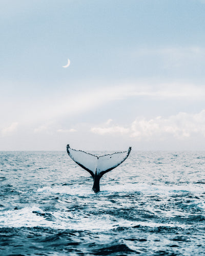 Whale Dreaming
