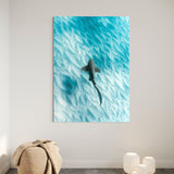 Leopard Shark ~ Byron Bay
