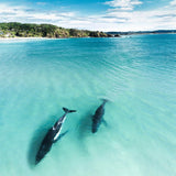 In The Shallows