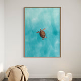Green Sea Turtle