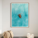 Green Sea Turtle