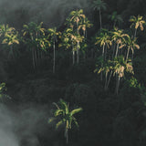 Moody Palms