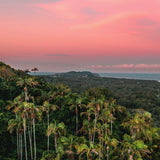 Byron Palms
