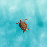Green Sea Turtle