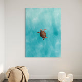 Green Sea Turtle