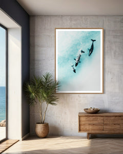 Whale Chase ~ Byron Bay