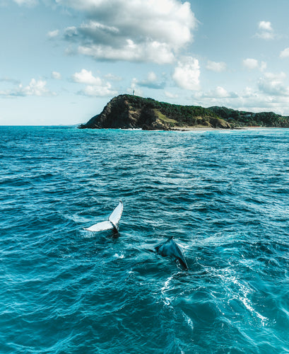 Cape Humpbacks