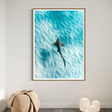 Leopard Shark ~ Byron Bay