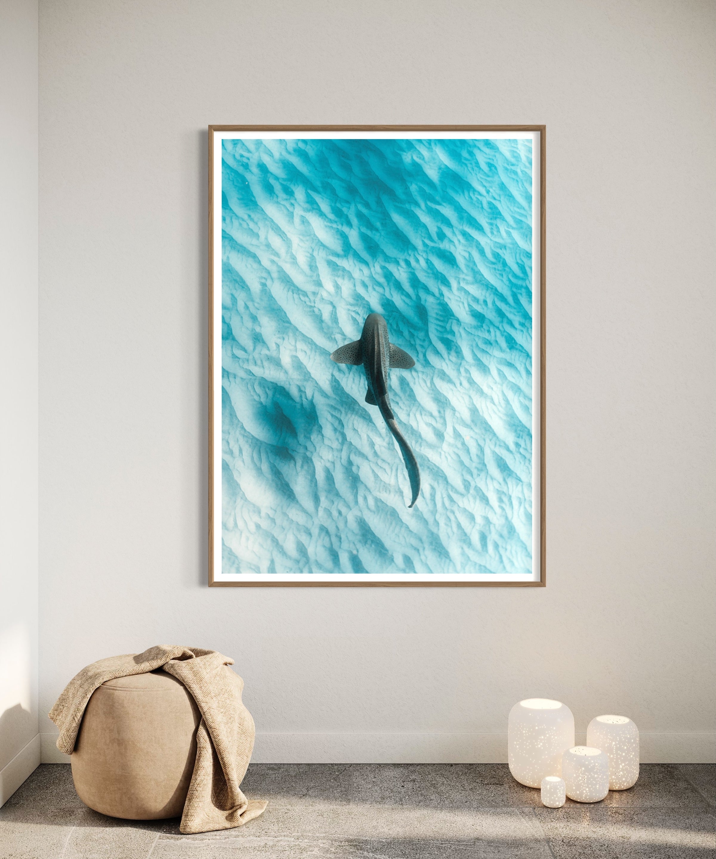 Leopard Shark ~ Byron Bay