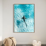 Leopard Shark ~ Byron Bay