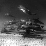 The Wategos Dolphins